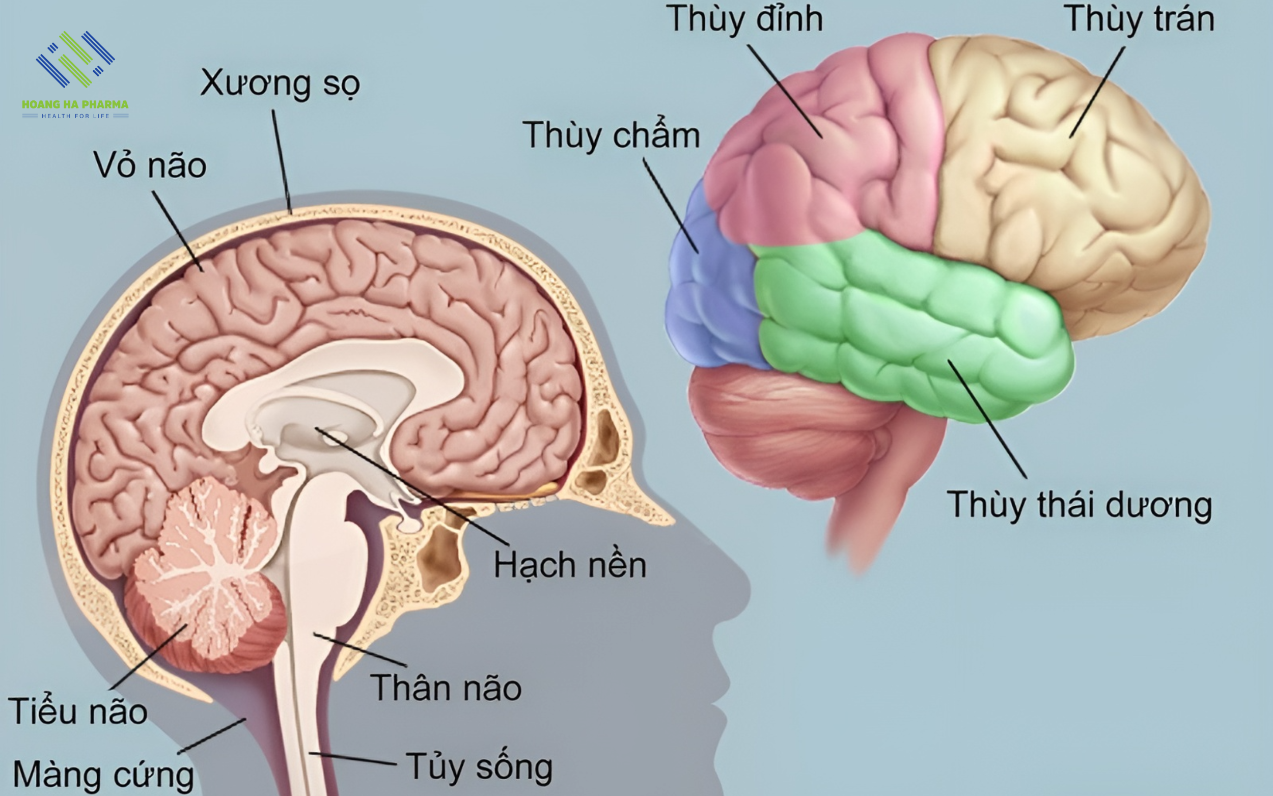 Não gồm tiểu não, thân não và đại não